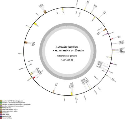 Complete mitochondrial genome assembly and comparison of Camellia sinensis var. Assamica cv. Duntsa
